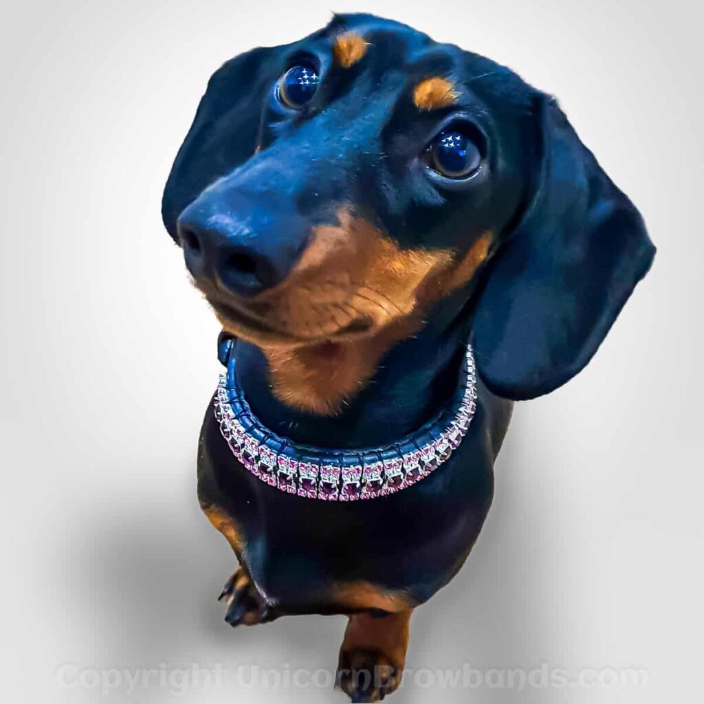 Diamante dog collar hotsell