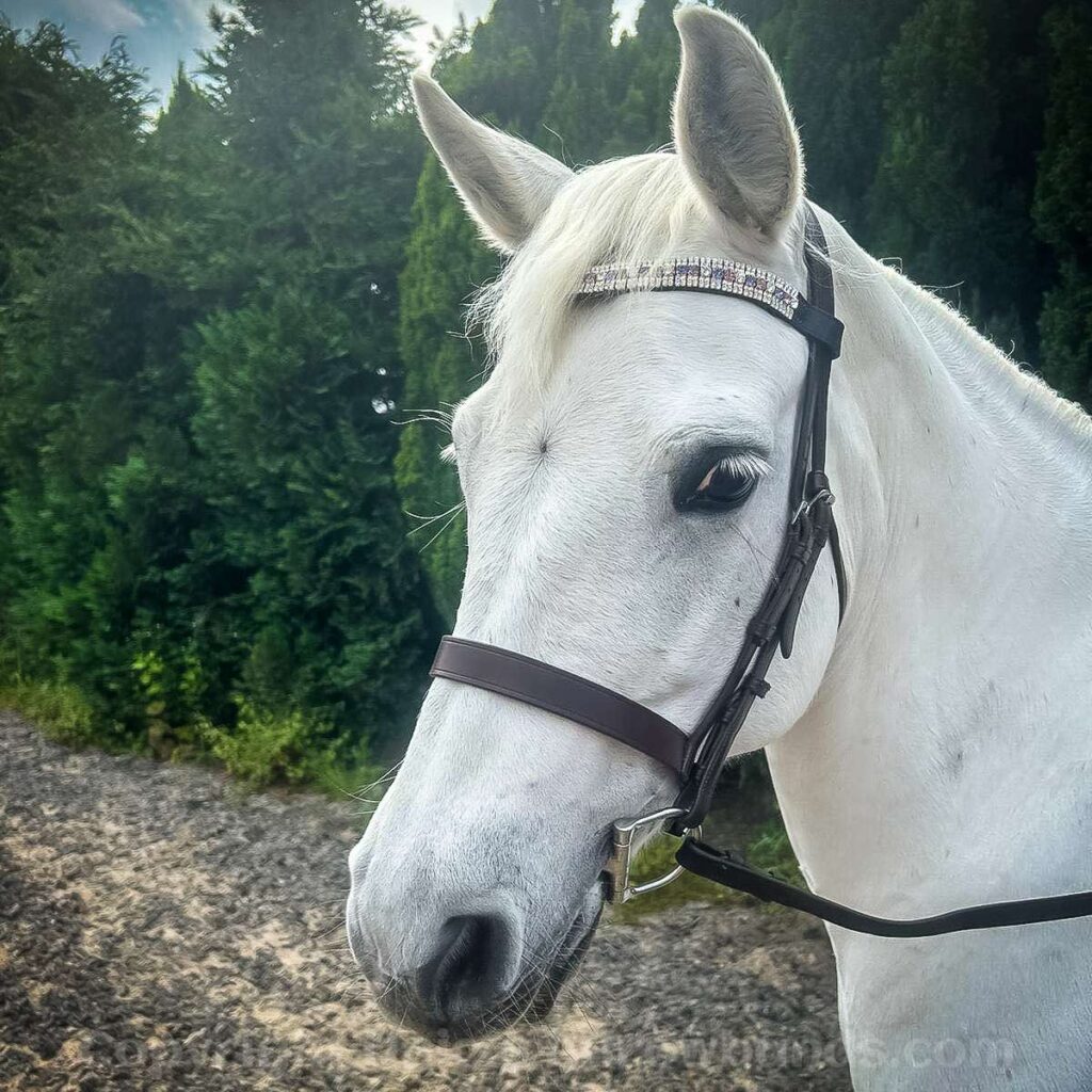 Beautiful grey Connemara pony wearing the Amethyst Unicorn Crystal Browband by Unicorn Browbands.