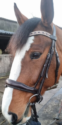 Rose Gold & Navy Horse Browband Review for Unicorn Browbands