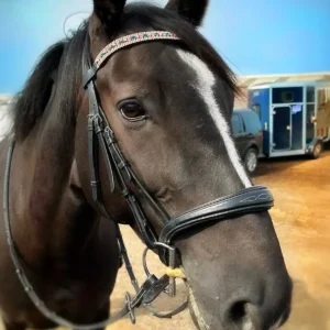 Rose Gold and Teal Crystal Browband Customer Horse Photo