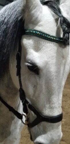 Stunning grey horse in Jet AB antique brass browbands by Unicorn Browbands