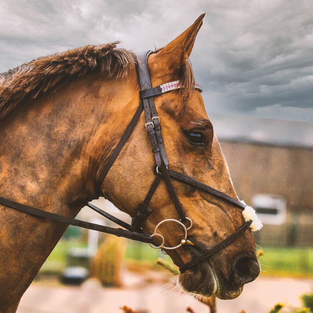 Jubilee in her pink, opal, and clear diamanté Unicorn Browband